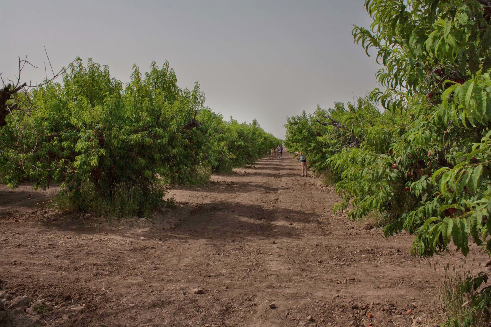 Ladee's Travels Queen Creek, Arizona Schnepf Farms
