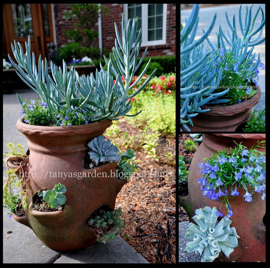 MySecretGarden: Succulent Container, My Favorite