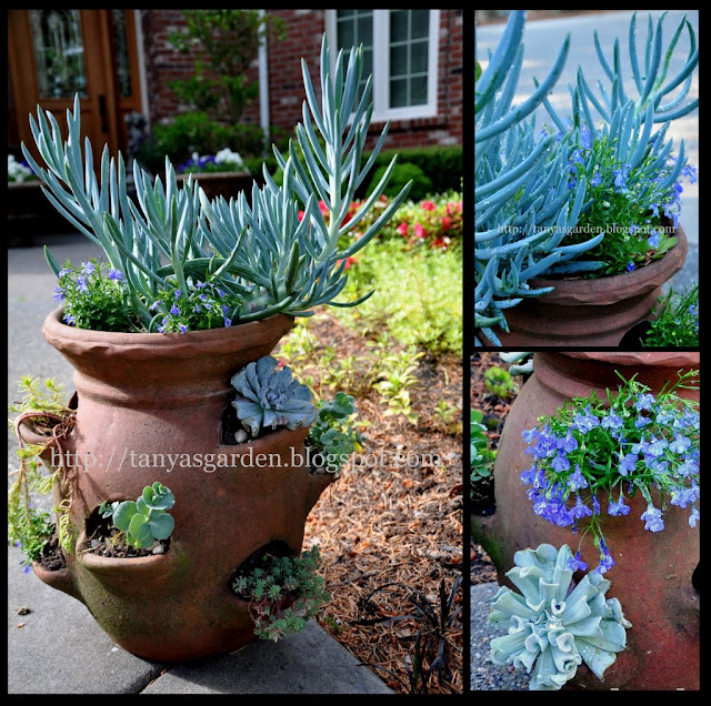 MySecretGarden: Succulent Container, My Favorite