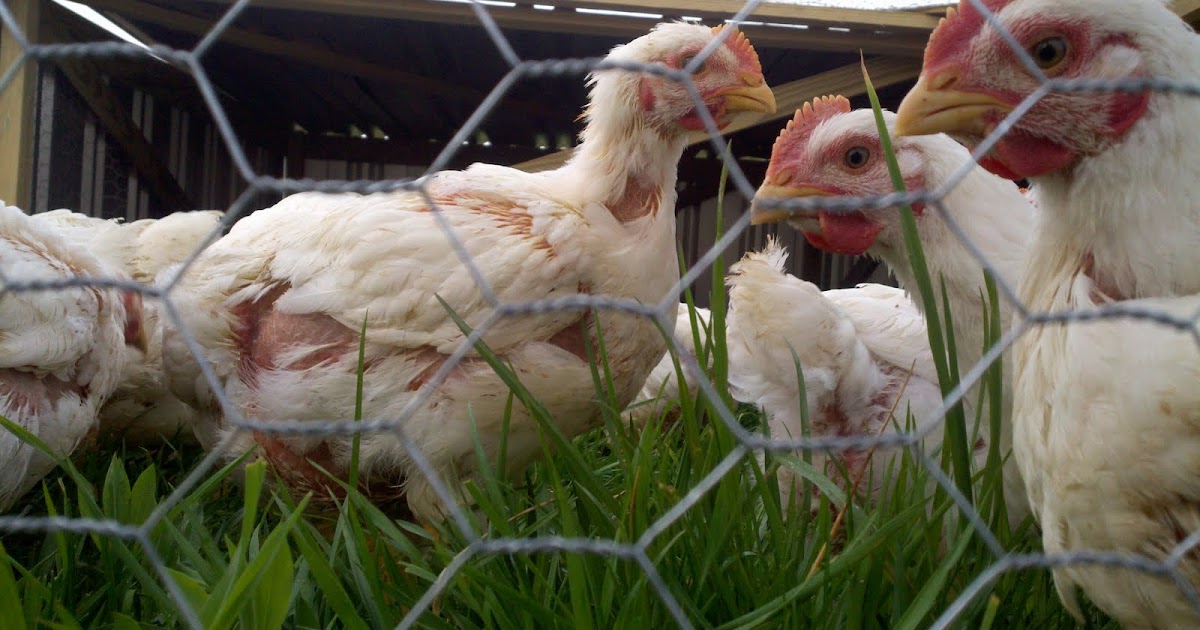 J & L GREEN FARM "HOUSTON, THE CHICKEN HAS LANDED!"
