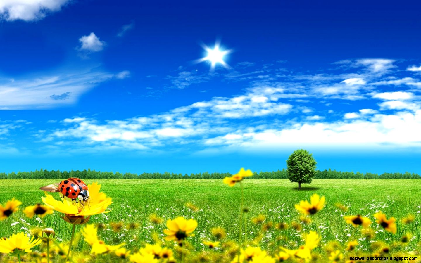 Sunflower Summer Wallpaper Photo and Picture Nature Wallpaper Sunflower Summer Wallpaper Photo and Picture Nature Wallpaper