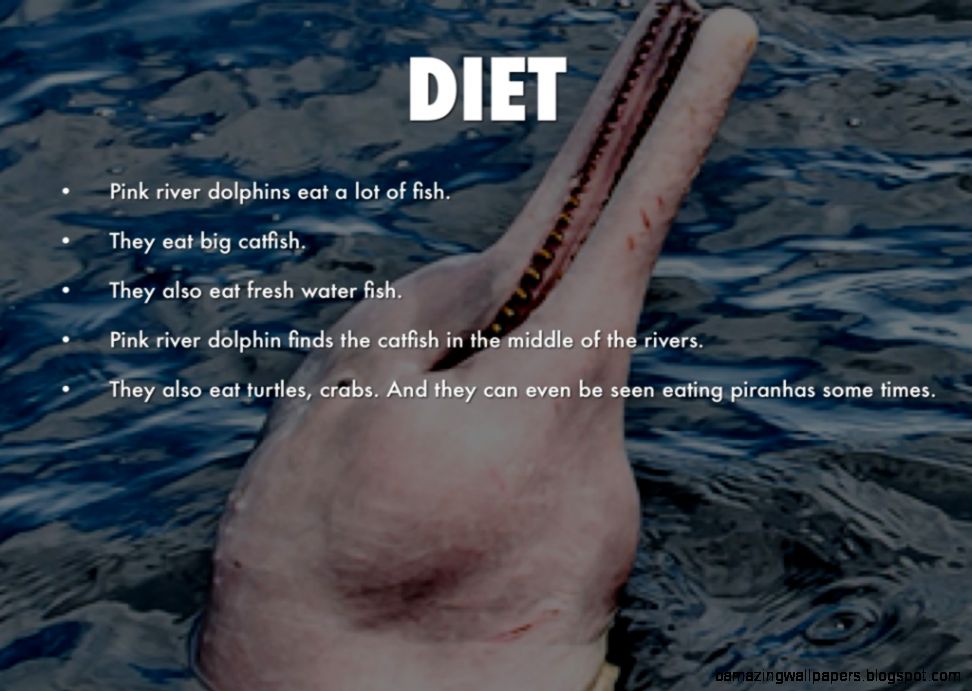 Pink River Dolphin by Thoma Kate Pink River Dolphin by Thoma Kate