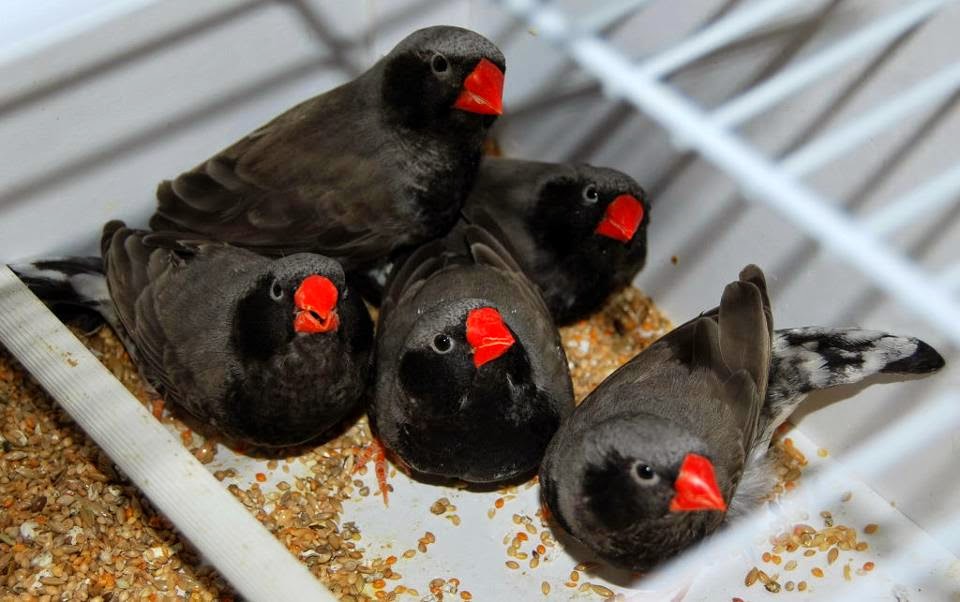 BirdsLover: 3b (black face black checks black breasted)