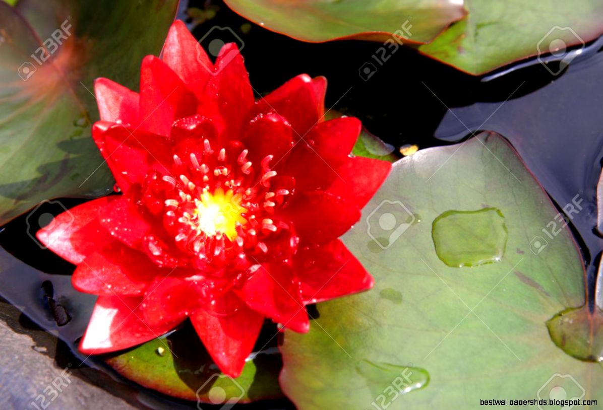 Water Lily Background Royalty Free Cliparts Vectors And Stock Water Lily Background Royalty Free Cliparts Vectors And Stock