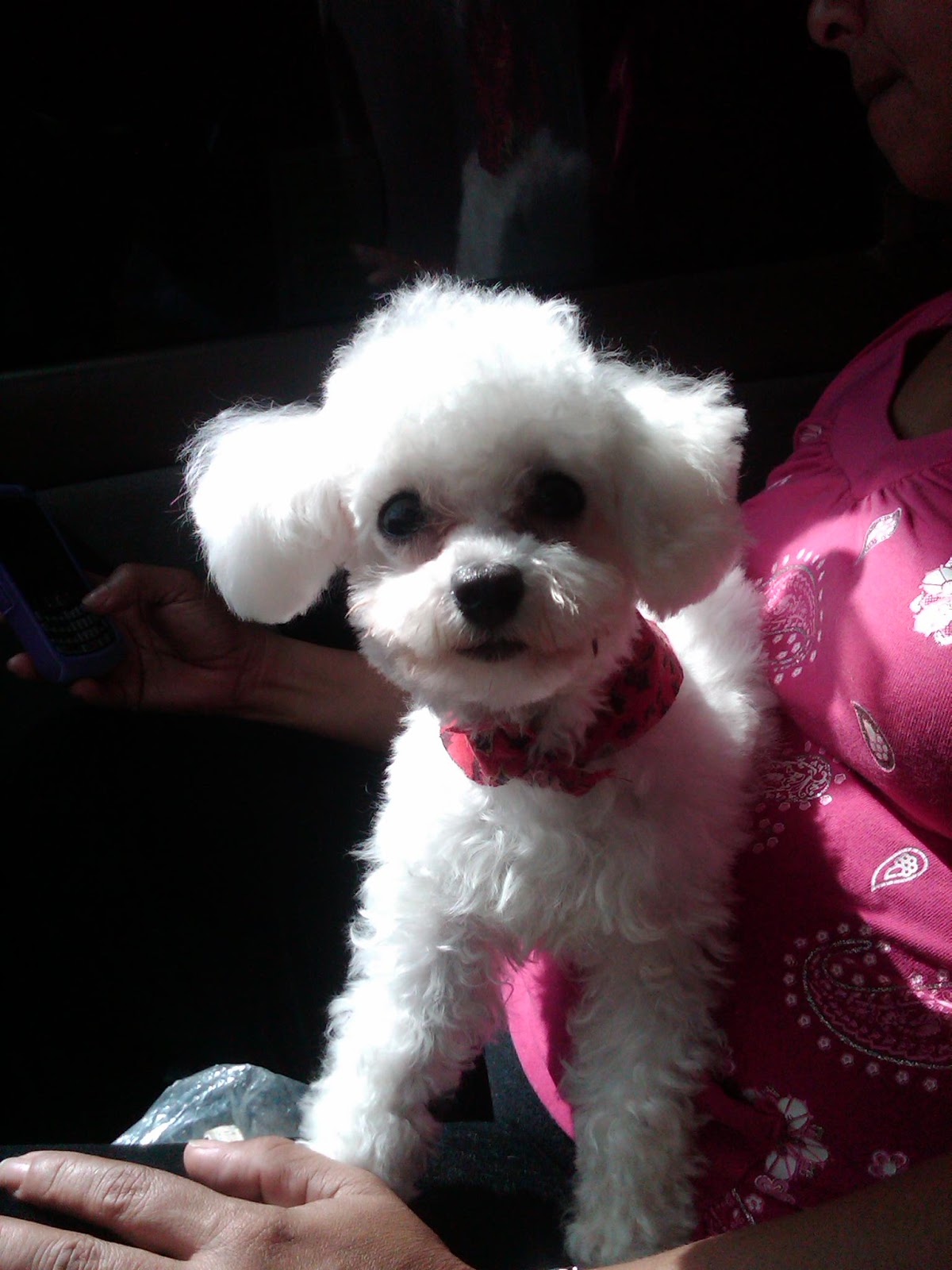 Mascota Poodle TOY MINI TACITA DE TE o CANICHE PEQUEÑO "PERLA" Poodle