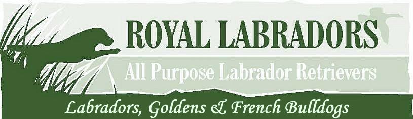 Royal Labradors