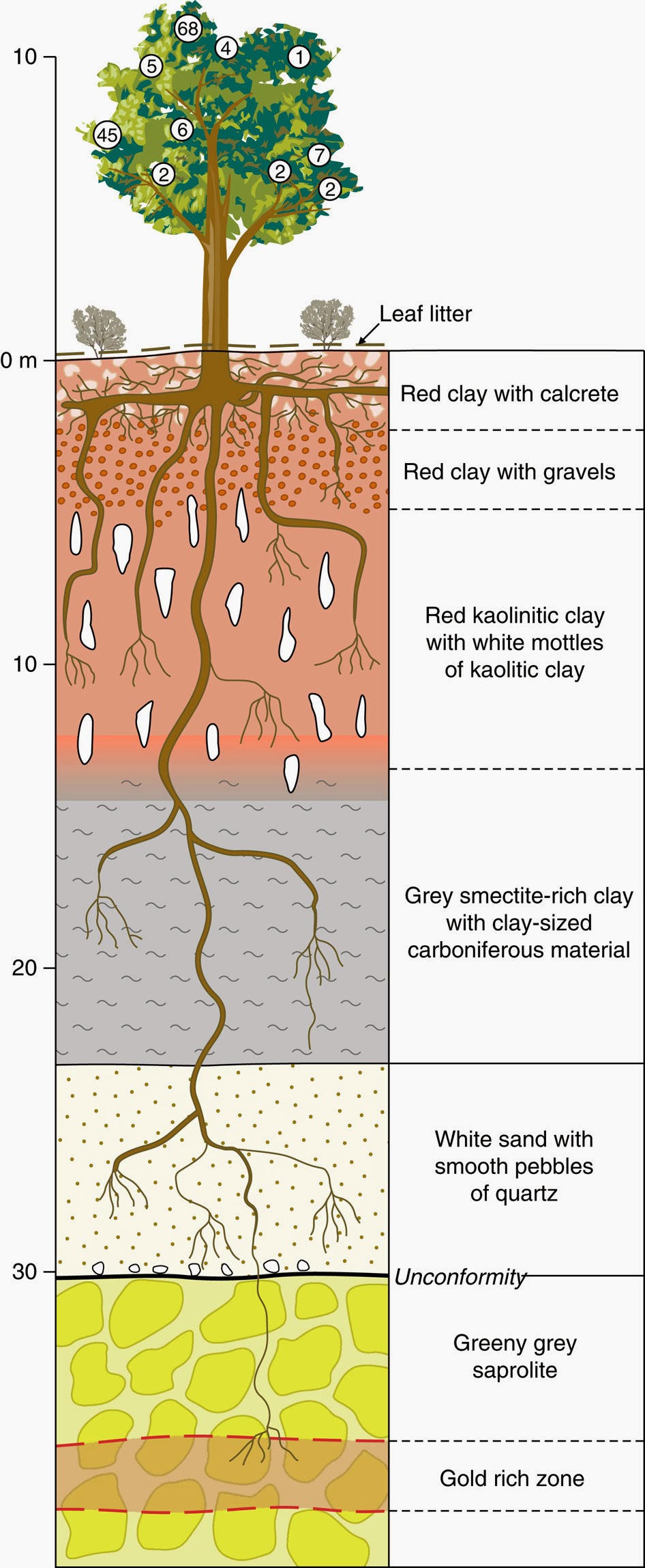 Allpe — Como encontrar oro mirando hojas de eucalipto