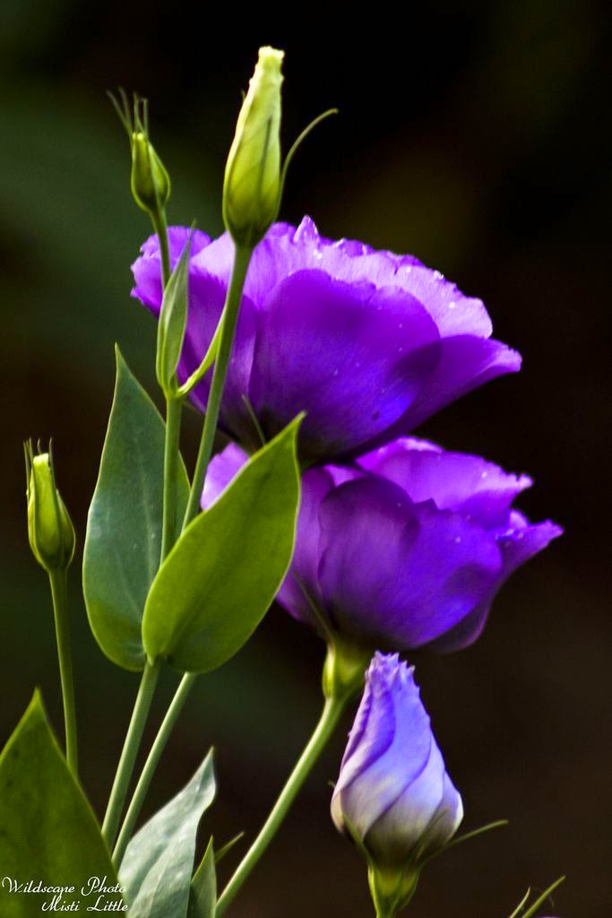 Purple Lisianthus | Backyards Click
