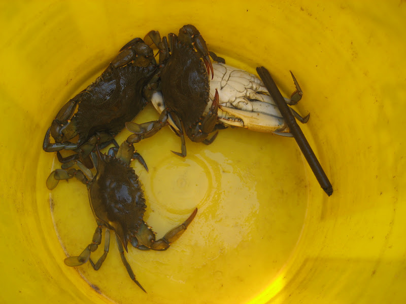 Our Maker's Acres Family Farm Crabs in the bucket