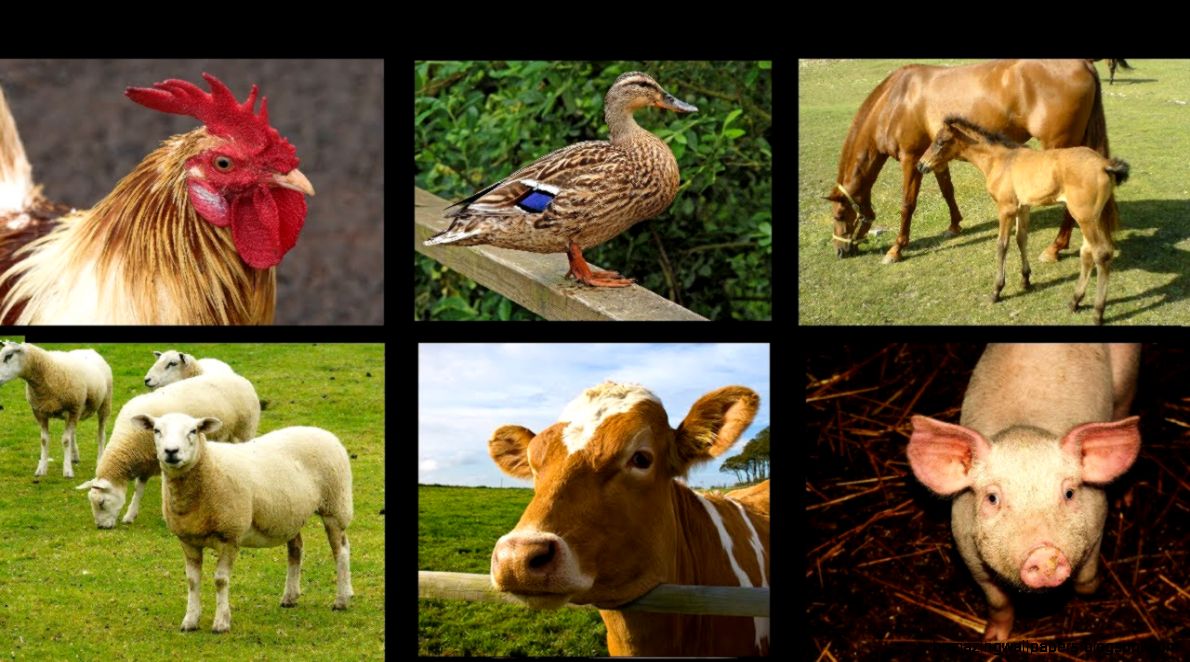 Farm Animal Sounds An Interactive Game for Kids YouTube Farm Animal Sounds An Interactive Game for Kids YouTube