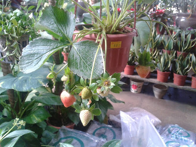 strawberries singapore musings naturalle