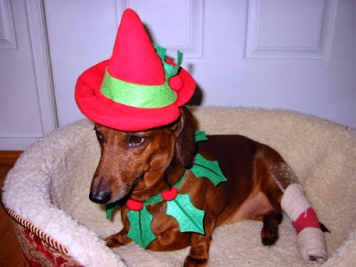 Dog Eating Pine Needles From Christmas Tree Dog Eating Pine Needles From Christmas Tree