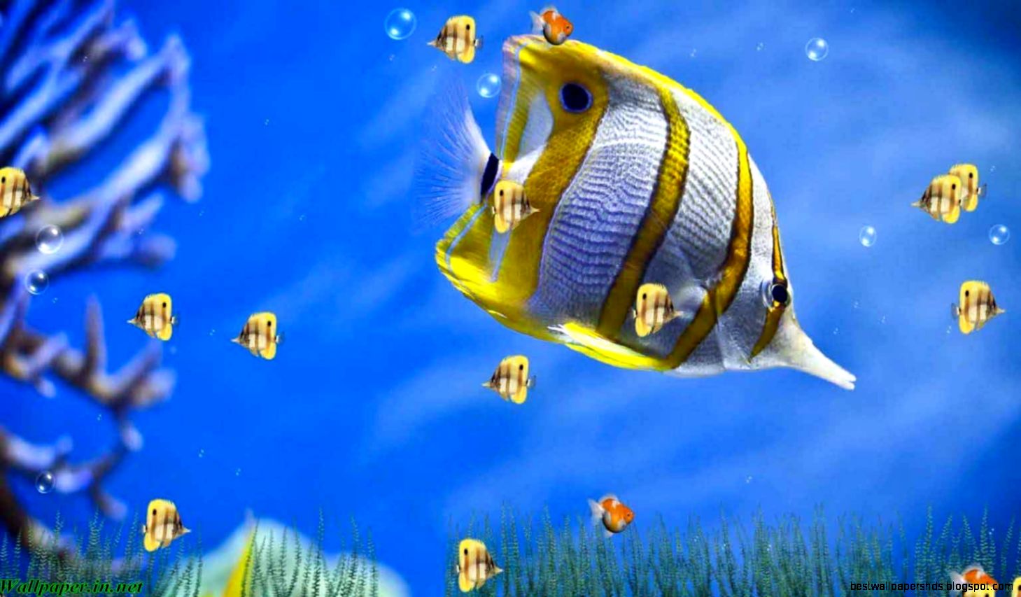 Free download 3d animated wallpapers pc Free download 3d animated wallpapers pc