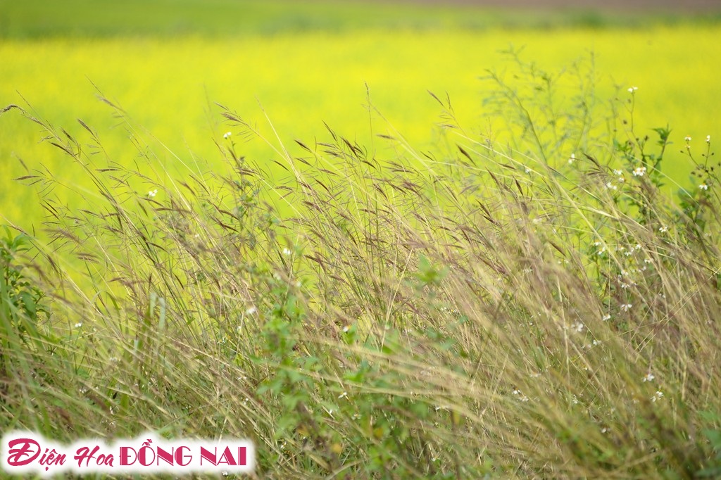 [Image: Ruc-ro-sac-vang-mua-hoa-cai-o-Ha-Noi-10.jpg]