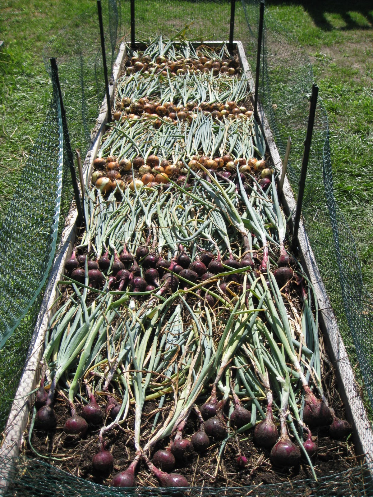 Red Bucket Farm Onion Harvest