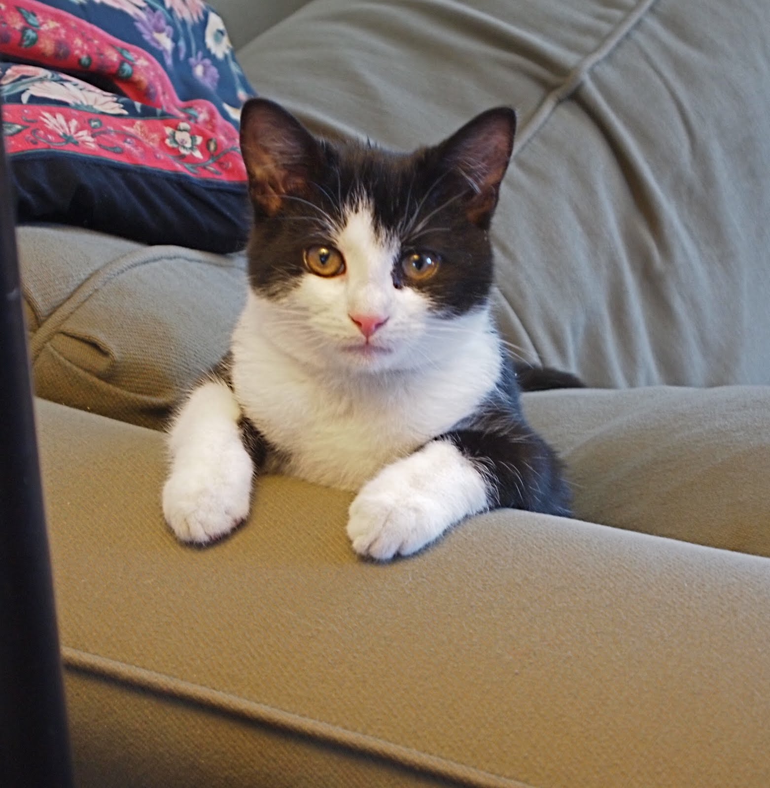 Animal Natures Cats Cover Their Feces? Depends on Gender