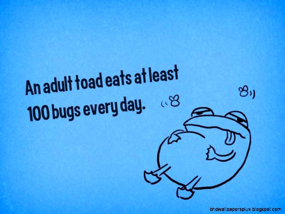 Funny Facts Of The Day Wallpapers HD Desktop Funny Facts Of The Day Wallpapers HD Desktop