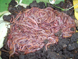 El análisis a las lombrices después de los antibióticos