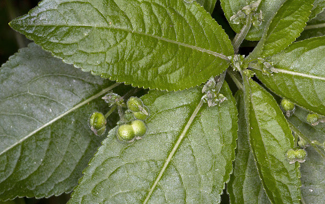 Dog's Mercury, Mercurialis perennis, female.  One Tree Hill, 27 April 2012.