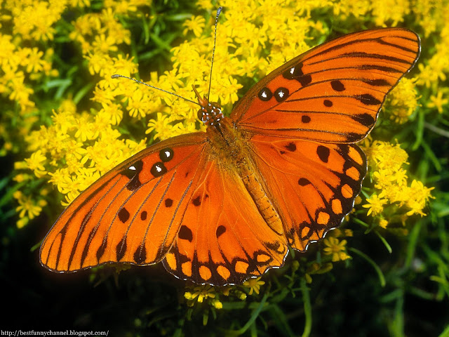 Butterfly orange