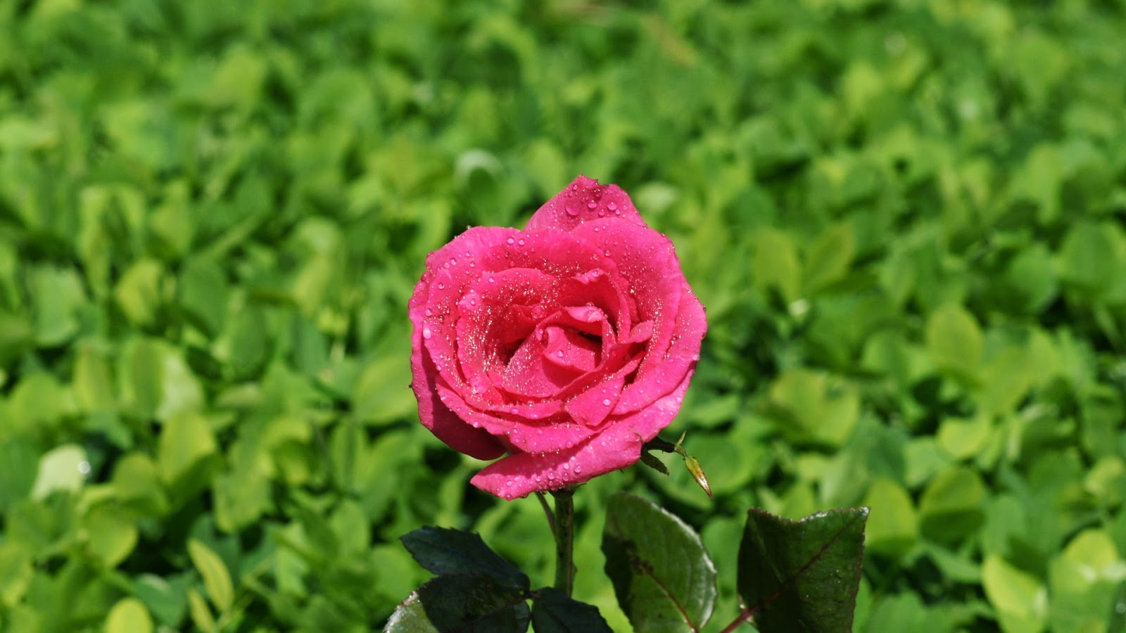 Wallpaper Bunga Tulip Merah Deloiz Wallpaper Gambartopcom Wallpaper Bunga Tulip Merah Deloiz Wallpaper Gambartopcom
