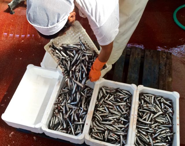 Gillian’s Lists Fishing for Anchovies in Cetara