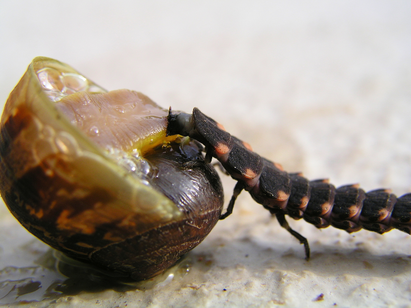 snails Deseases and Pests Snail Farming