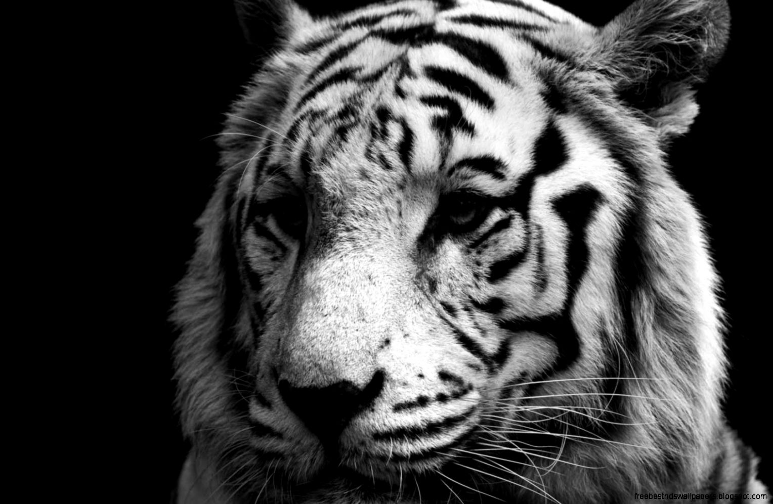Cool Black and White Tigers Cool Black and White Tigers