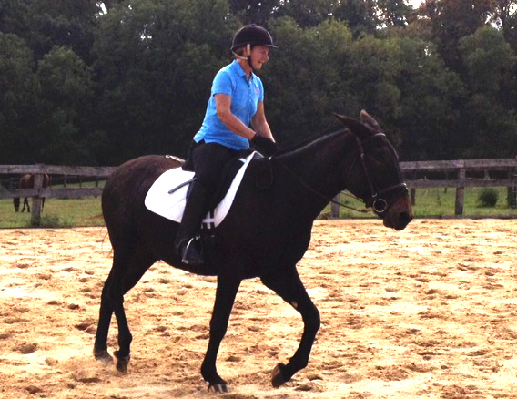 Dressage Mule