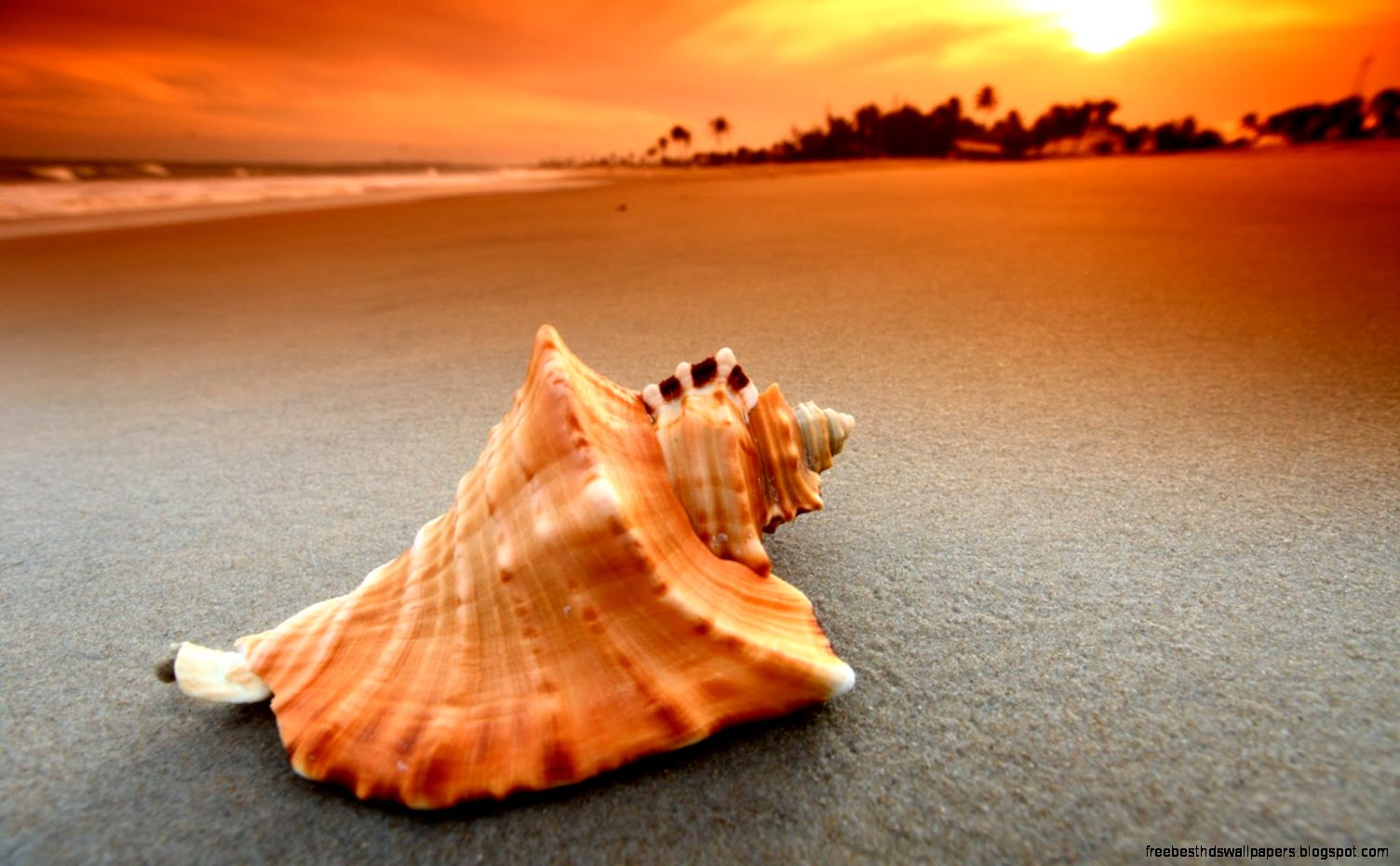 Shells in the sunset wallpaper Wallpaper Wide HD Shells in the sunset wallpaper Wallpaper Wide HD