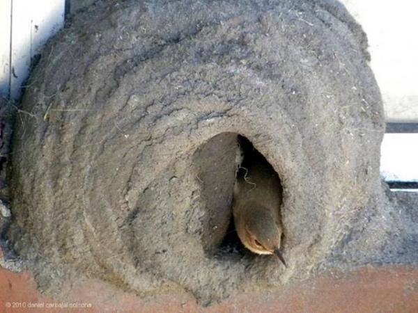 Pix Grove: Hornero Bird Building Mud Nest