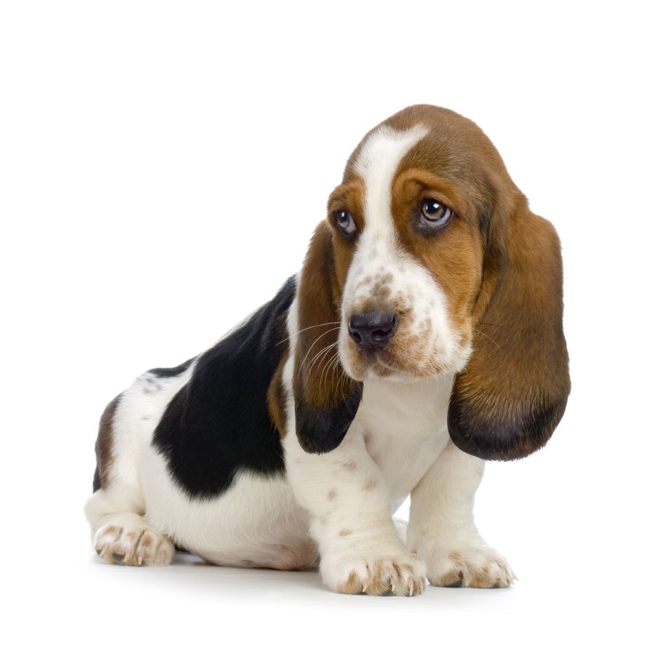 Cute Dogs Cute Basset hound dog