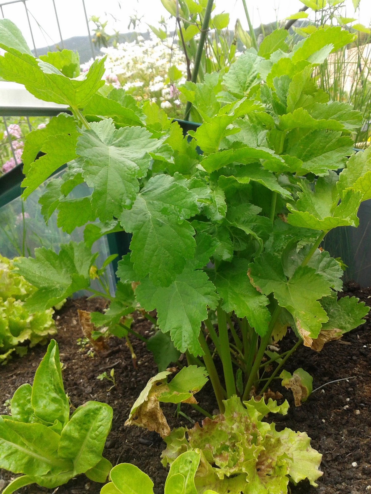Legumes Anciens Le Panais
