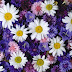 Foto met paarse en witte bloemen