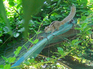 Ecureuil au Sri Lanka