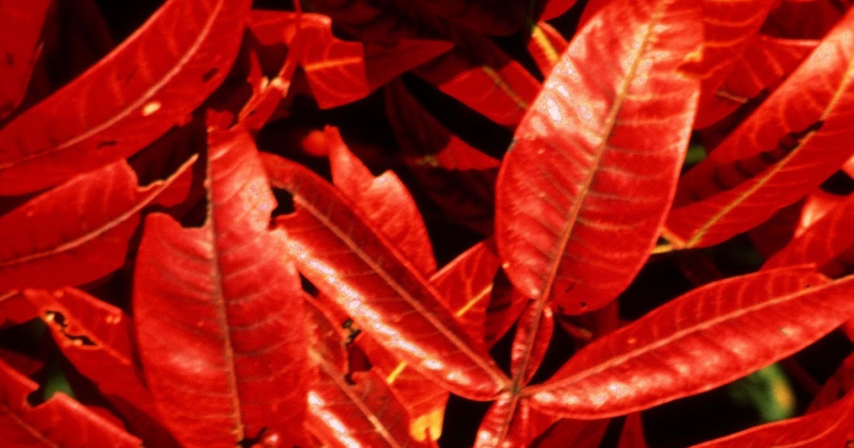 Kentucky Native Plant and Wildlife Plant of the Week Winged or Shining Sumac (Rhus copallina)