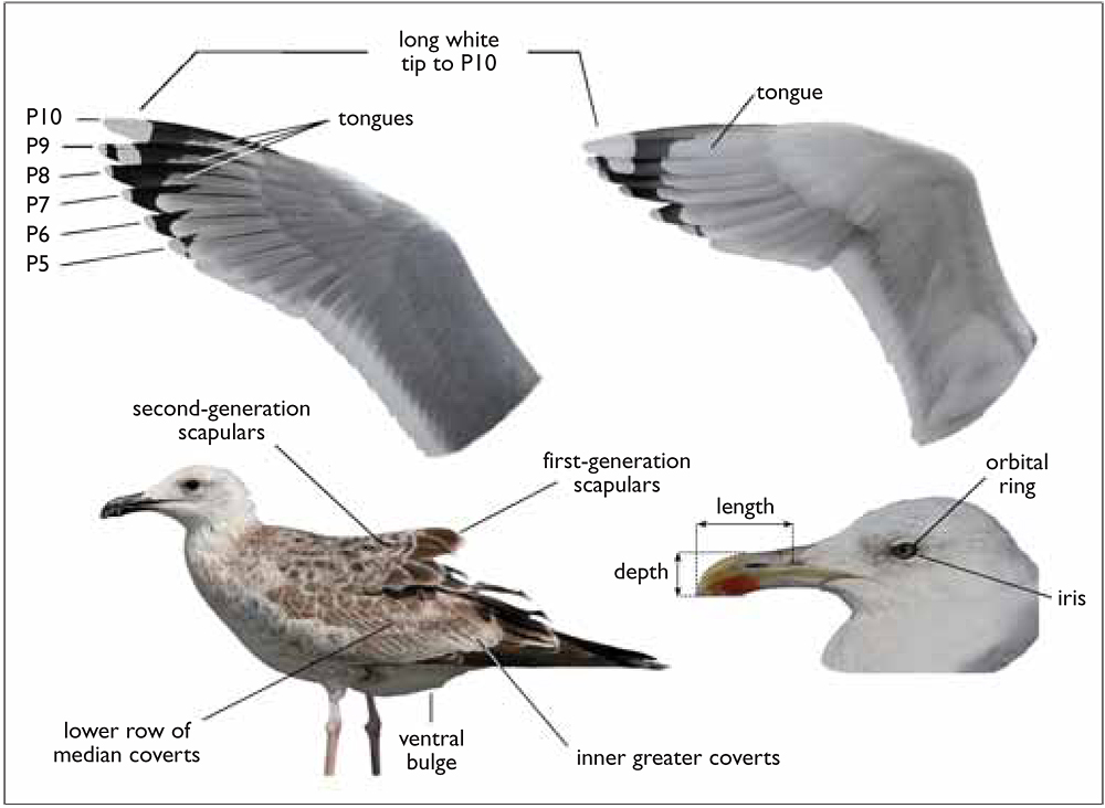 Calderdale Birds Mixenden Reservoir Herring Gull type