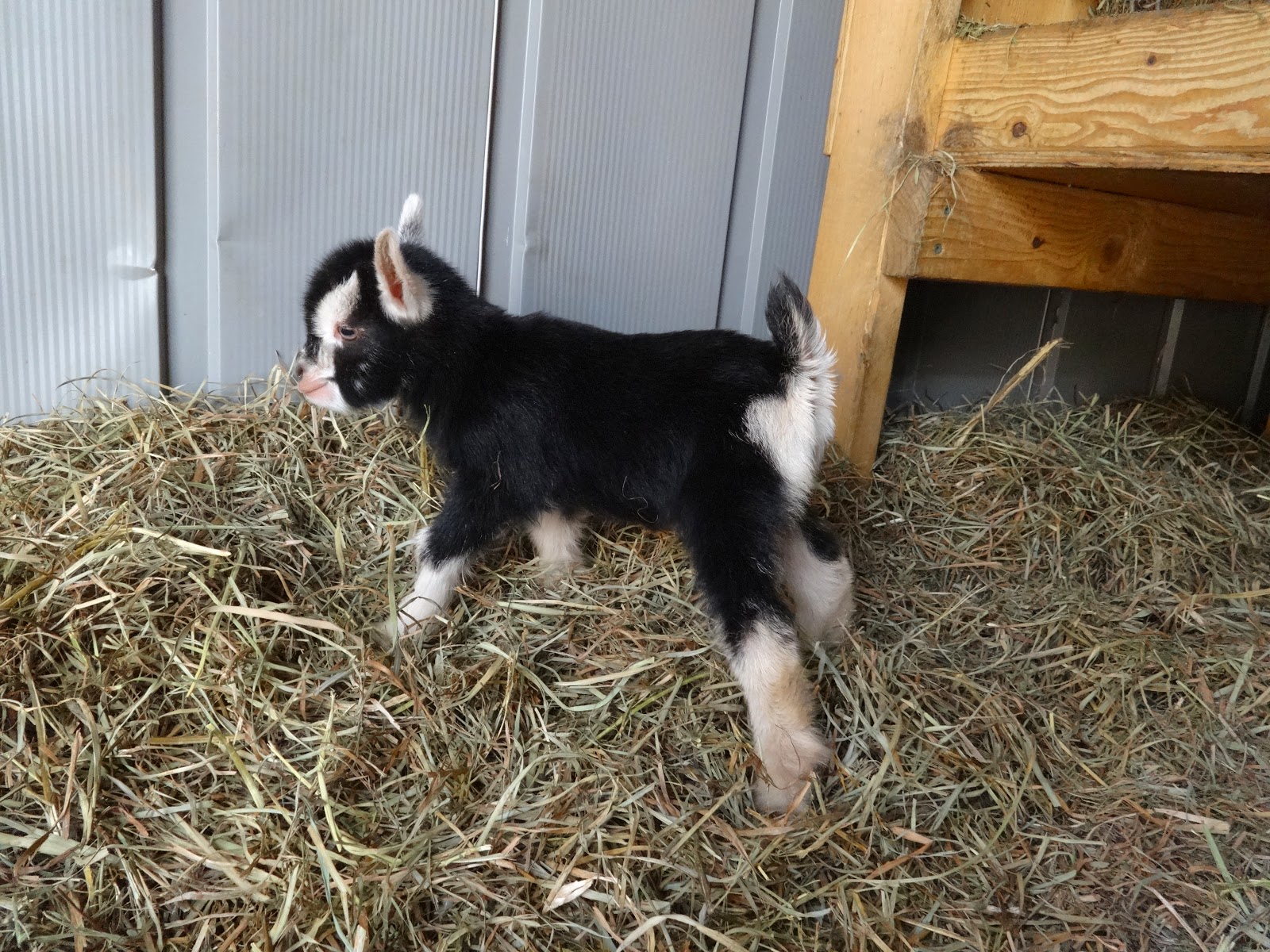 Goats For Sale Nigerian Dwarf Goats Pittsburgh Pennsylvania