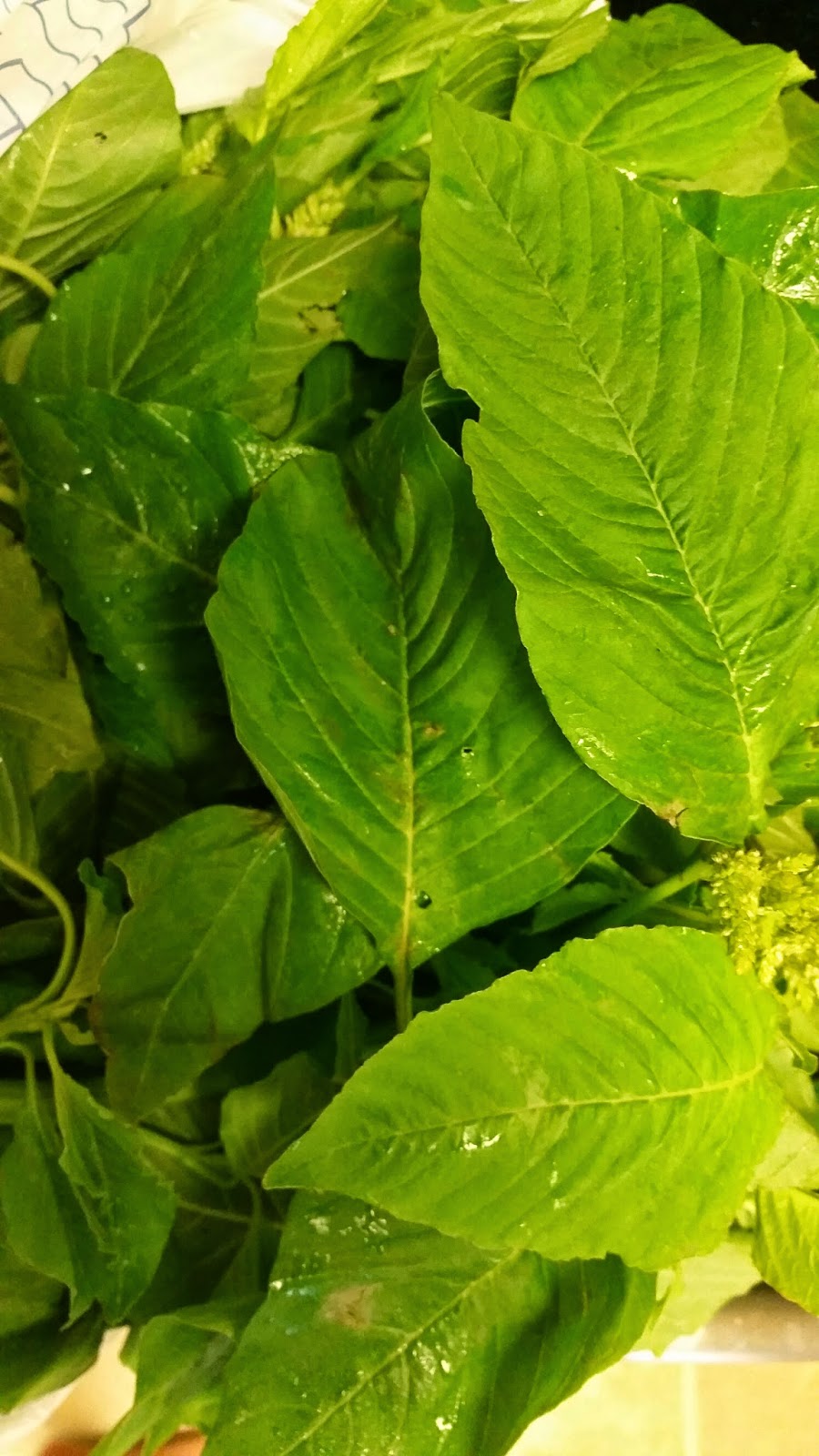 Shwetha's Yummy Kitchen Power Paratha with Amaranth leaves