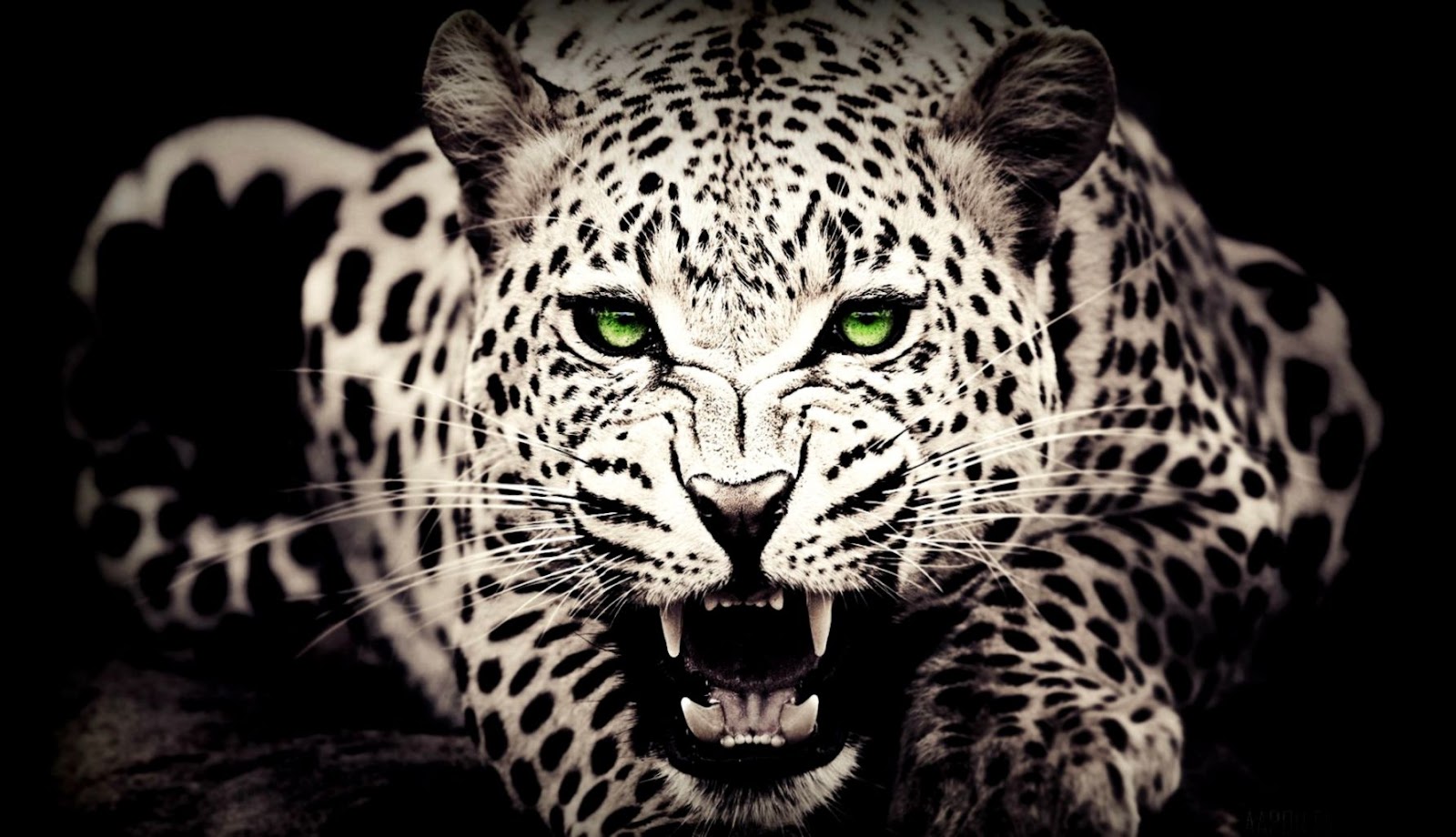 Best White Leopard Wallpaper Best White Leopard Wallpaper
