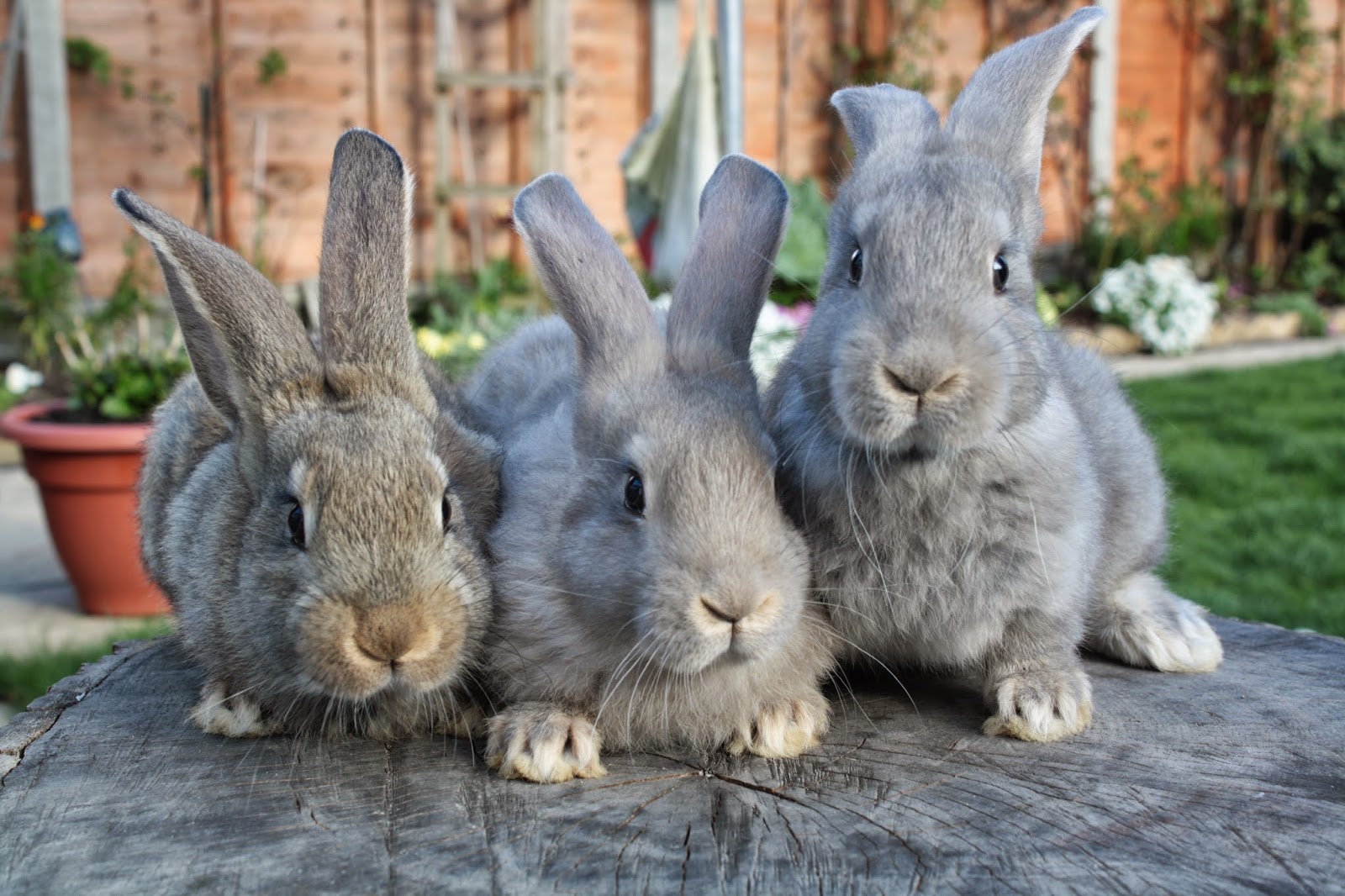 Caucaz Farms What are the benefits of raising rabbits