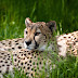 Wallpaper Cheetah Dual Monitor