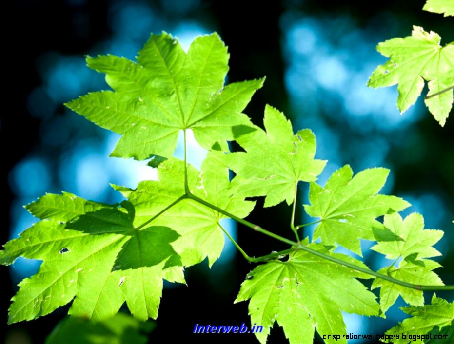 Nature Abstract Wallpapers  NAture HD abstract beautiful Nature Abstract Wallpapers  NAture HD abstract beautiful