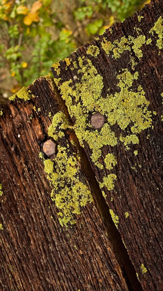 Moss On Wood  Galaxy Note HD Wallpaper