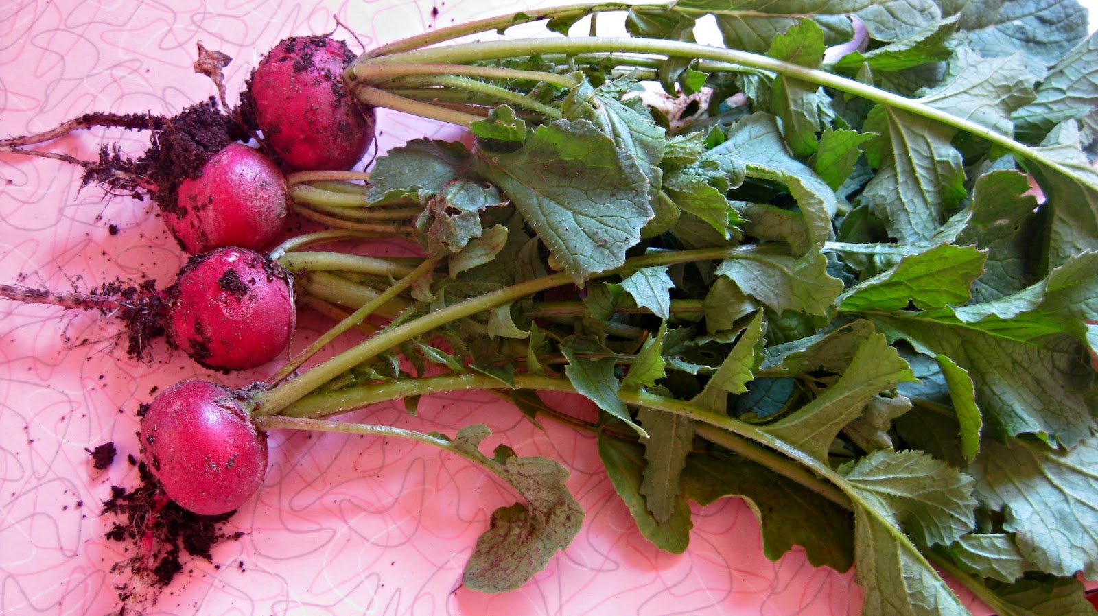 Radishes First Harvest for the 2014 Growing Season