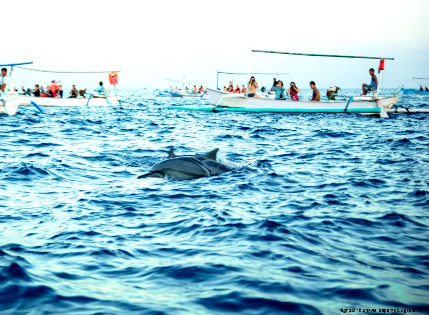 Dolphins hd wallpapers ›› Page 0 Dolphins hd wallpapers ›› Page 0