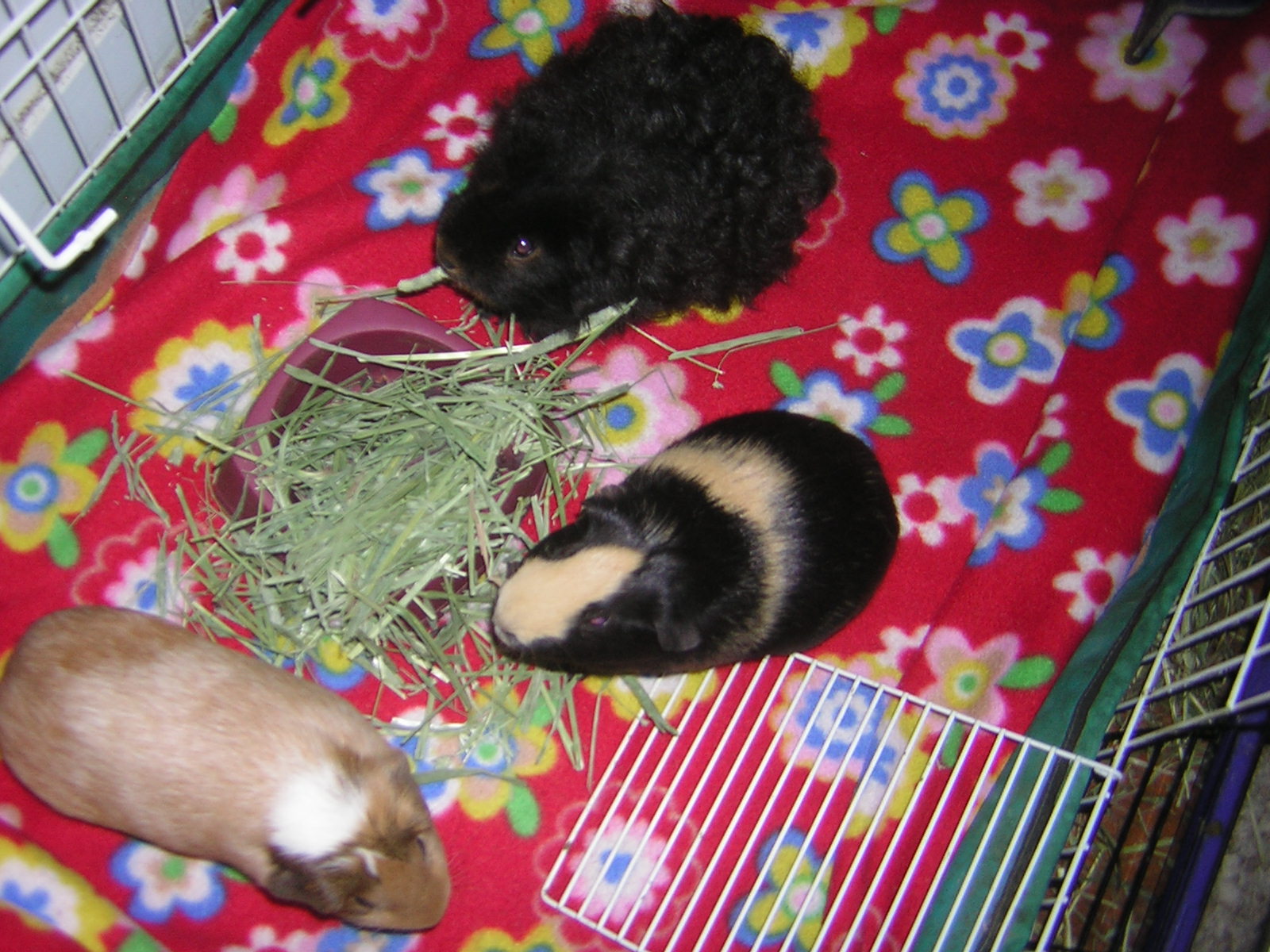 Cavy Savvy A Guinea Pig Blog Product Review Kaytee Timothy Hay Plus
