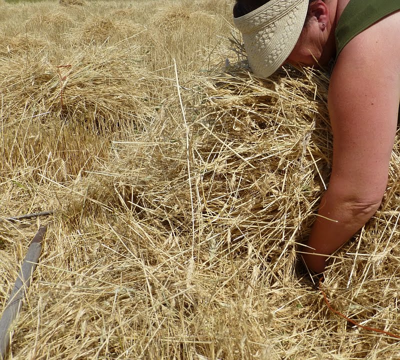Rural Revolution Harvesting wheat by hand