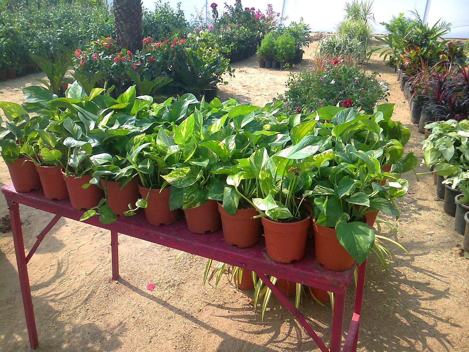 flower show ahmedabad 2014 photos Green Ahmedabad