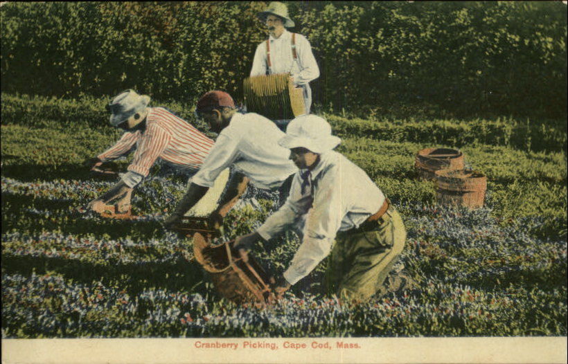 TheYearRounder's Guide to Provincetown A Bit of Cranberry History